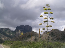 Big Bend National Park